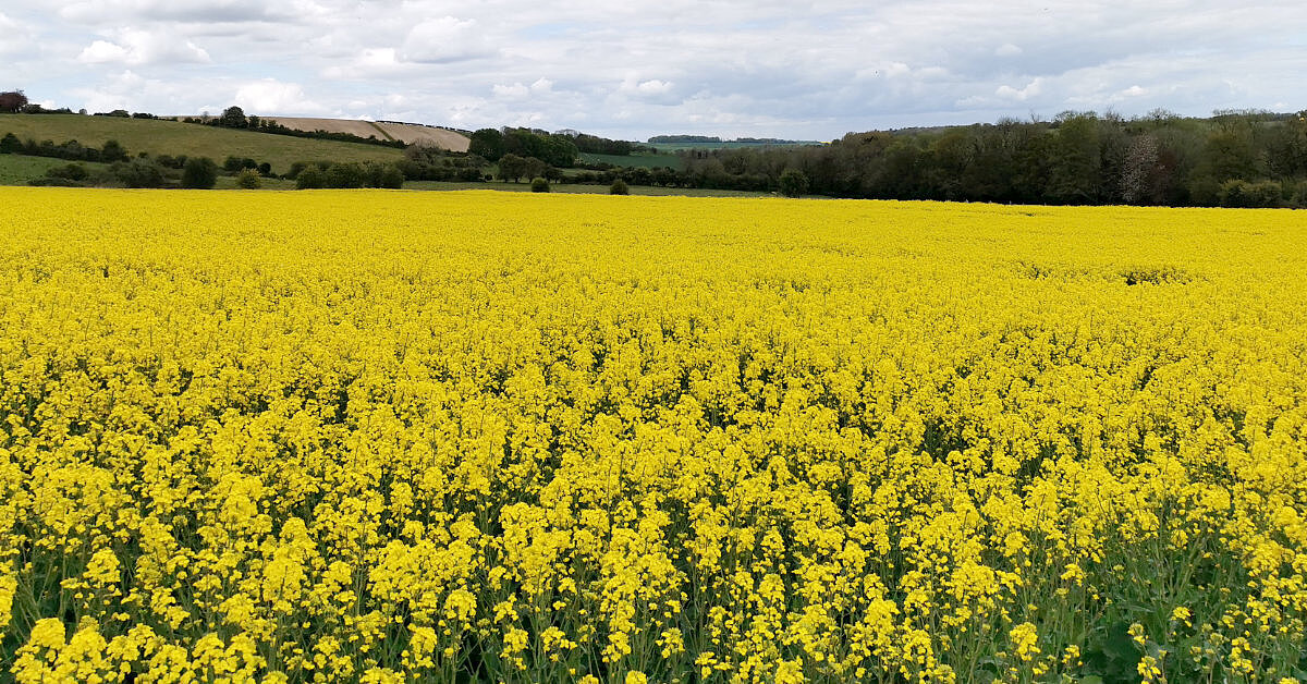 Salisbury's Lib Dems gain St Edmund's Ward and hold Harnham West in the