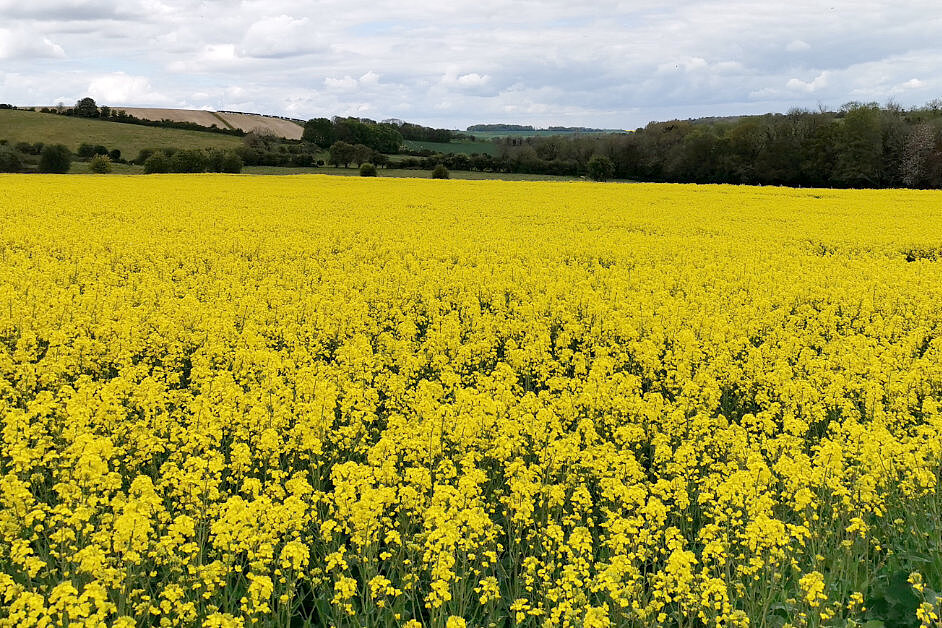 Salisbury's Lib Dems gain St Edmund's Ward and hold Harnham West in the